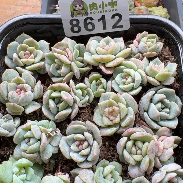 当前无花朵，栽培后可花朵多肉植物多肉植物