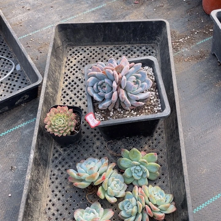 玲****冰玉5颗橙子一颗朱砂治