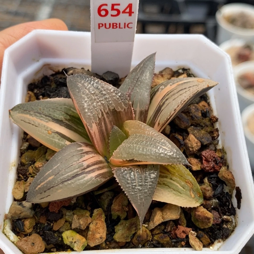 654号茜云芭提雅锦带盆