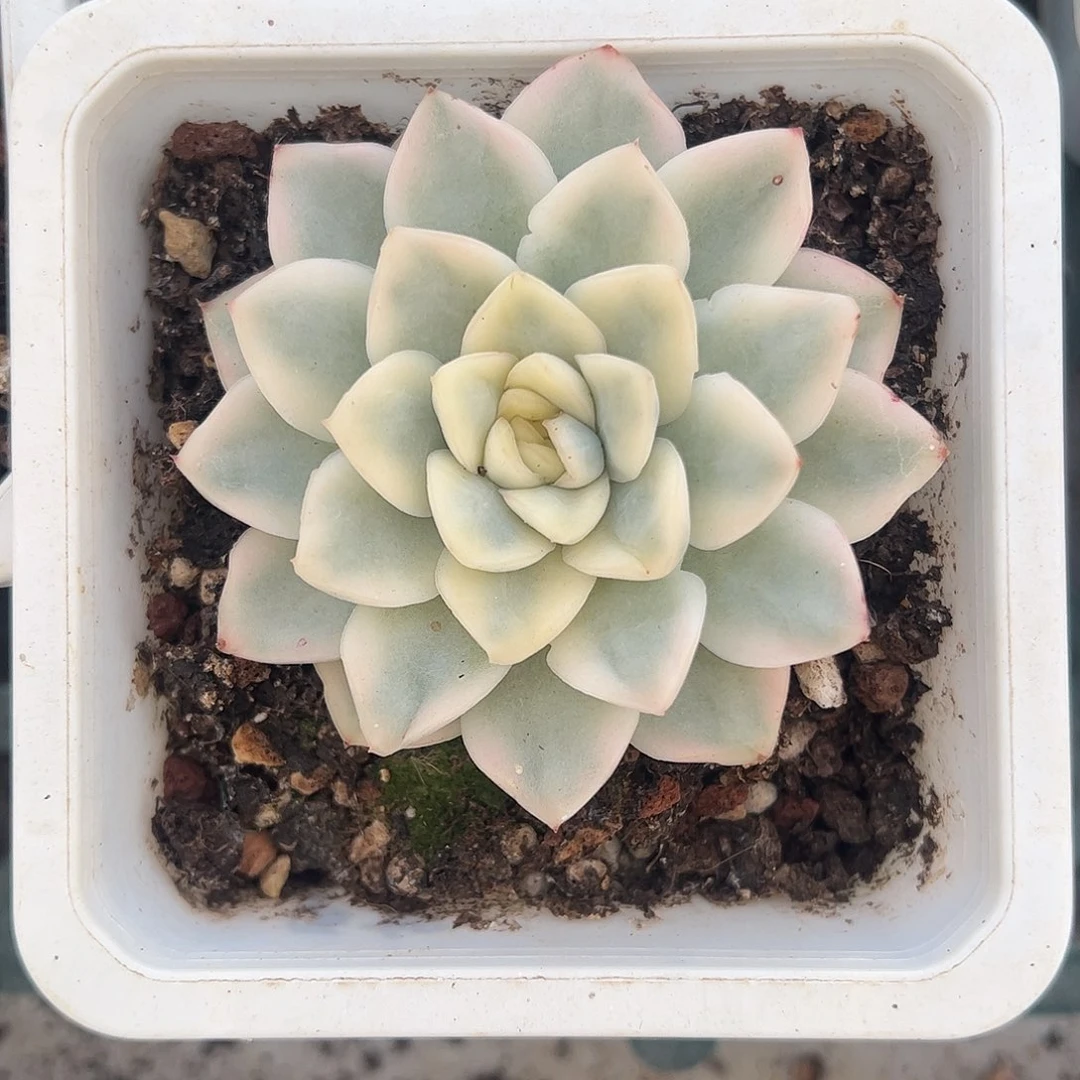 雪鸢锦 婕宝一物一拍