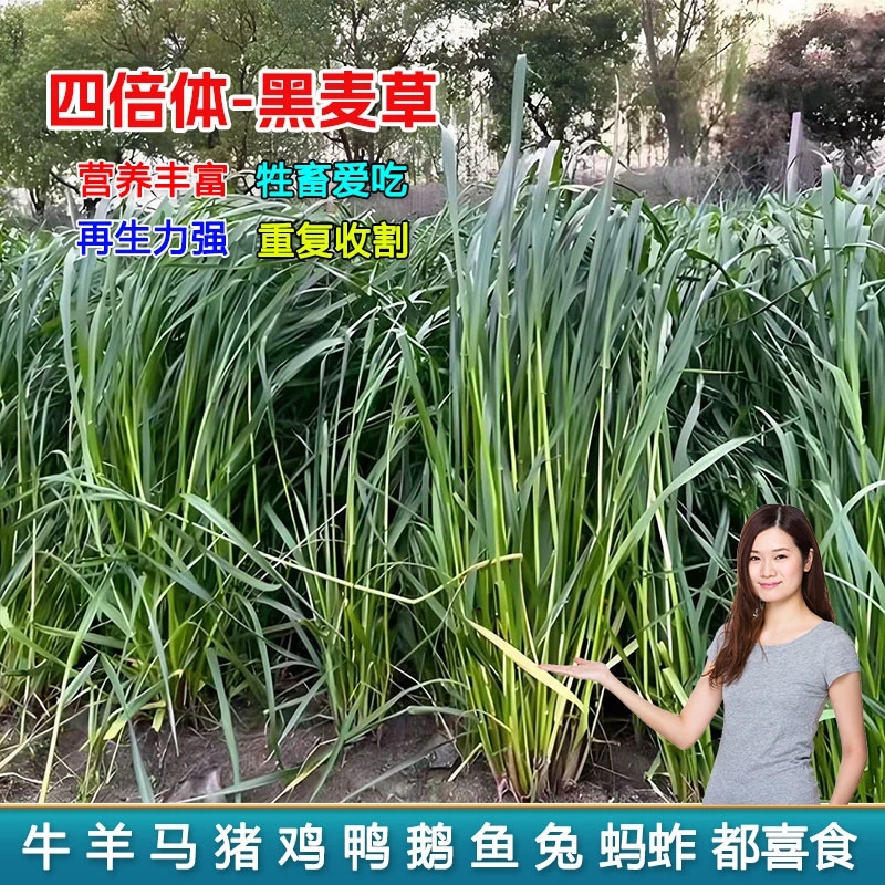 四倍体黑麦草种子阔叶高产耐寒循环收割营养丰富养殖畜禽鱼草种子商品图