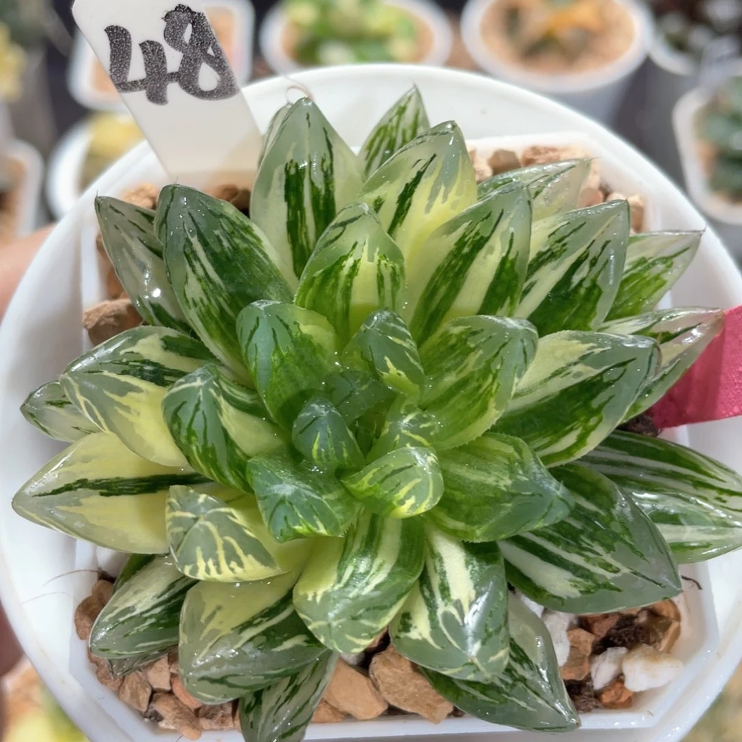 48花火锦。