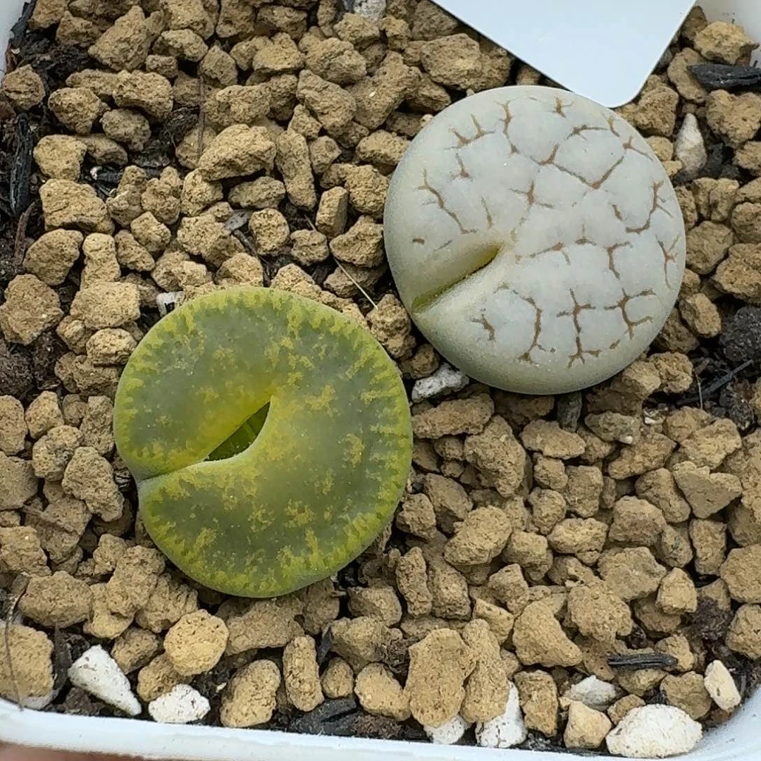 86多肉哈哈哈哈哈哈