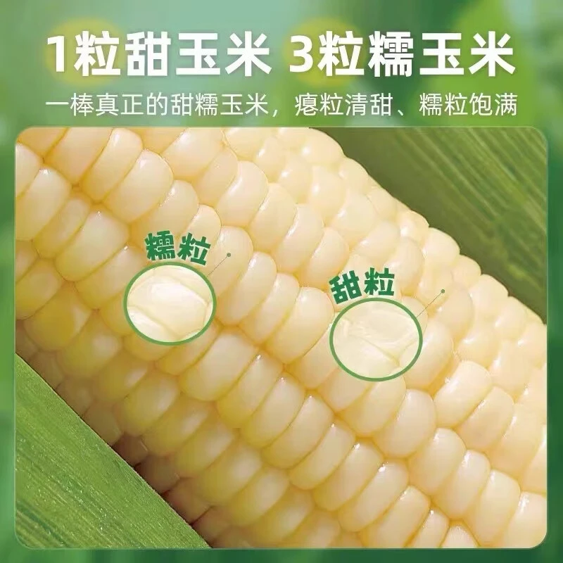 大兴农科糯336玉米10根纯绿色种植偶尔有虫眼【现掰现发】北京市