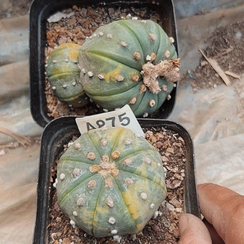 706和875两个木心根