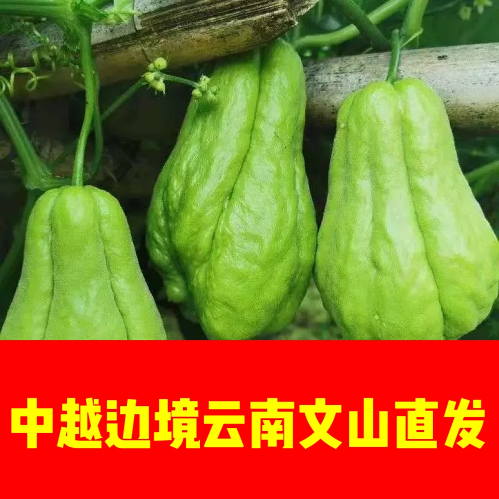 中越边境文山一寨一品佛手瓜