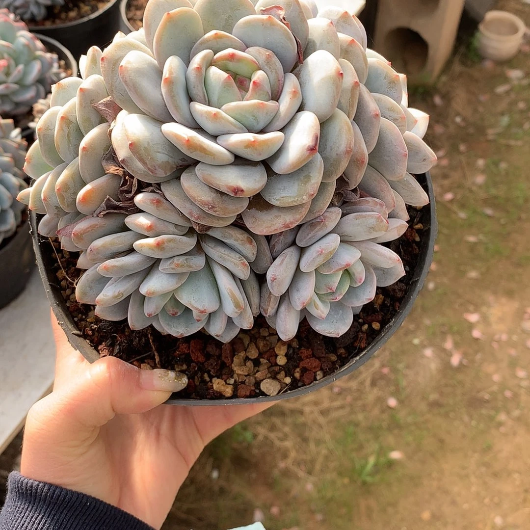 祝***好石榴籽冰玉哈哈哈哈哈哈哈哈