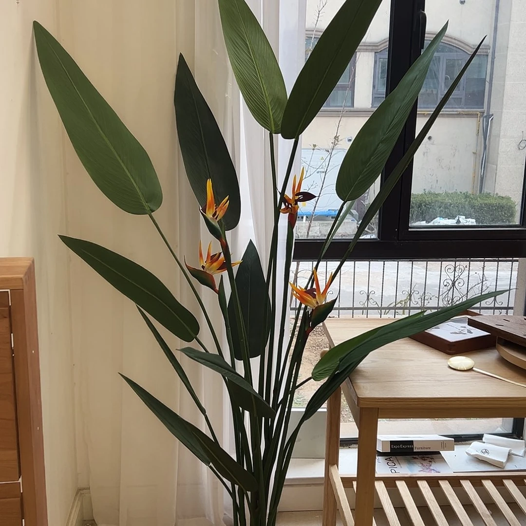 抖音直播福利一颗天堂鸟