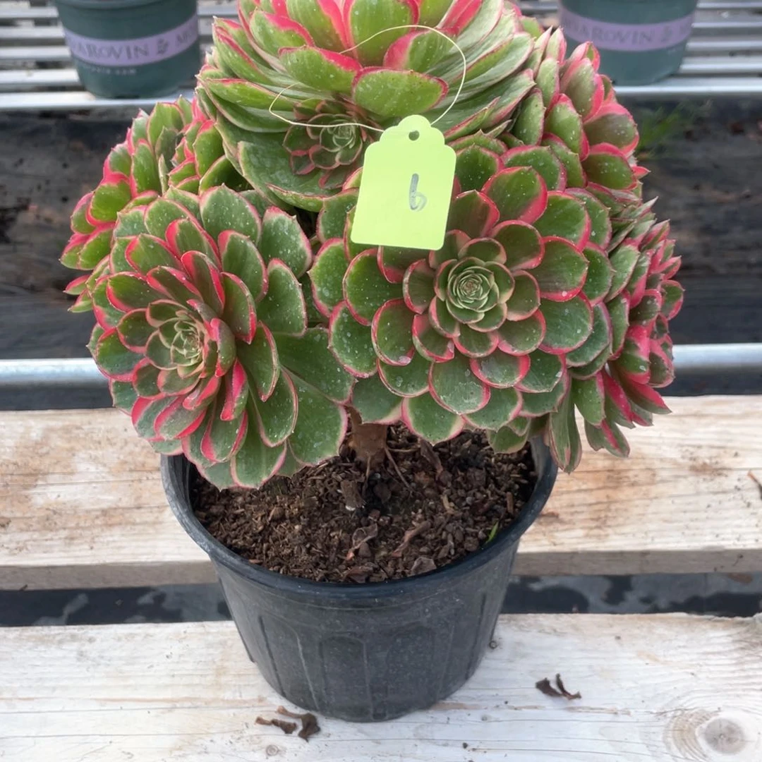 粉花妖老桩手捧6