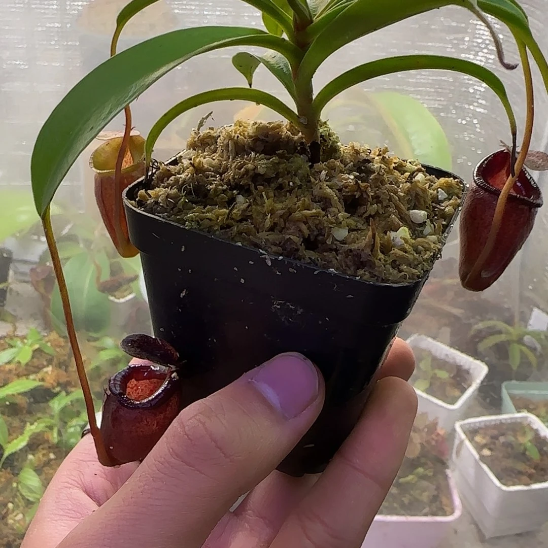 无花朵专拍杏黄猪笼草