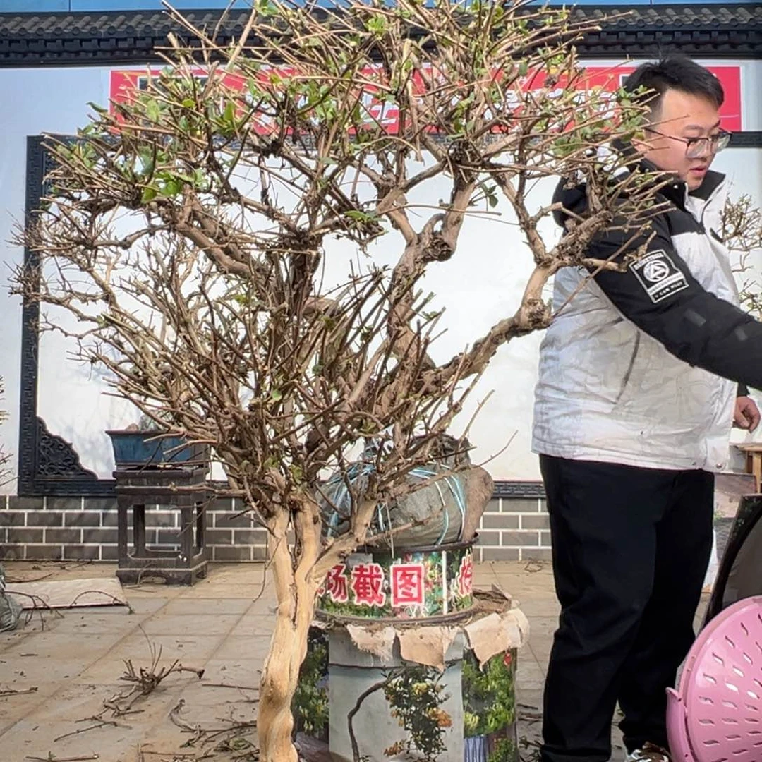 无花朵金银花58555555555885588988