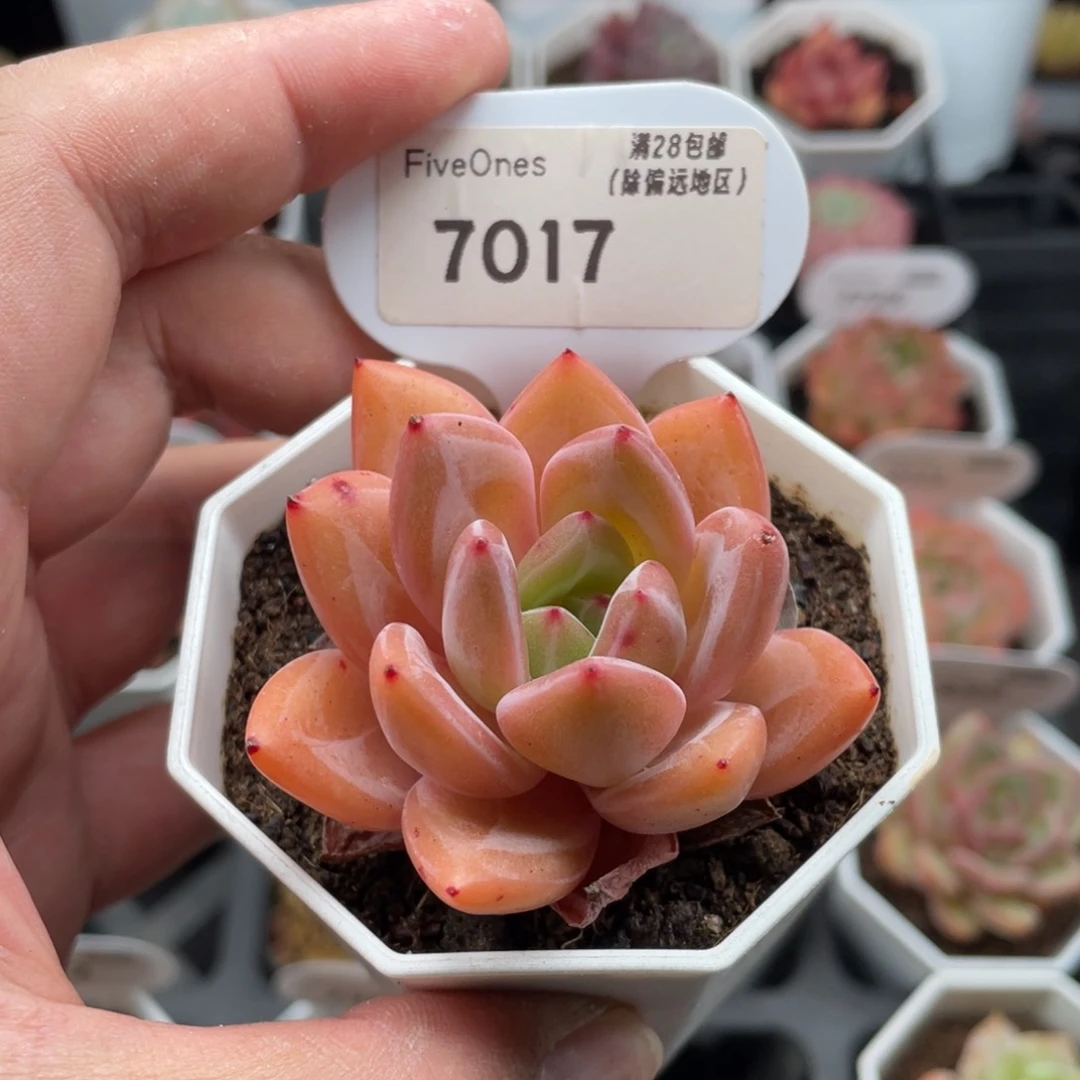 香槟7017-5.0厘米
