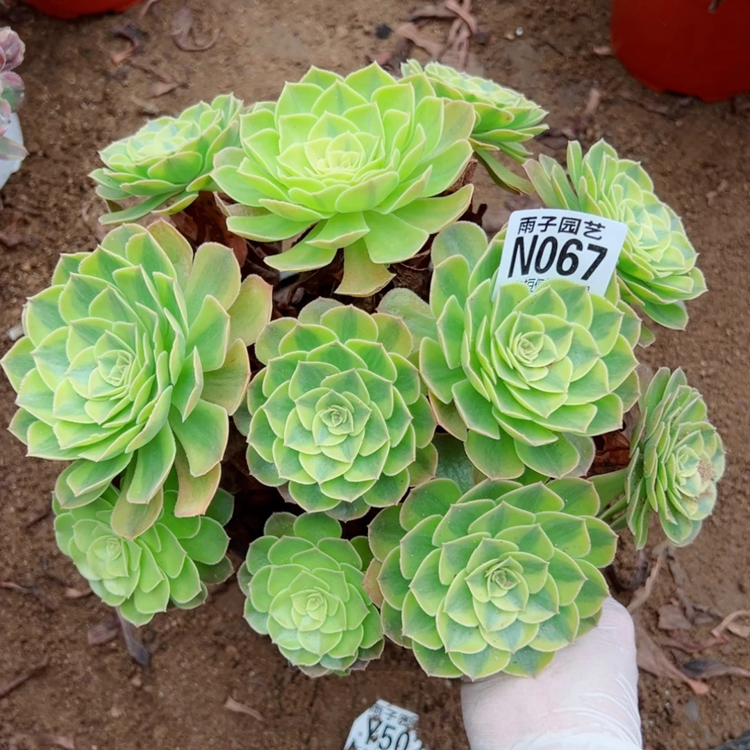 067雨荷尺寸20左右