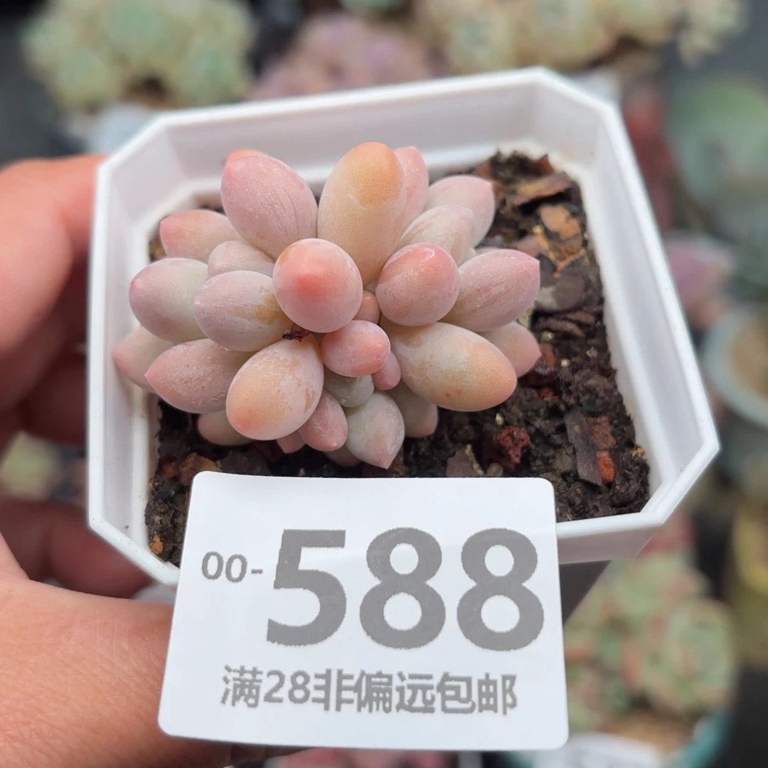 汤圆多肉多肉多多肉多