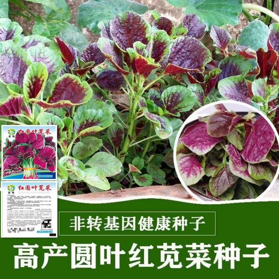 春季必种】今年新种】苋菜种子汉菜籽蔬菜红圆叶苋菜柳叶苋菜阳台盆