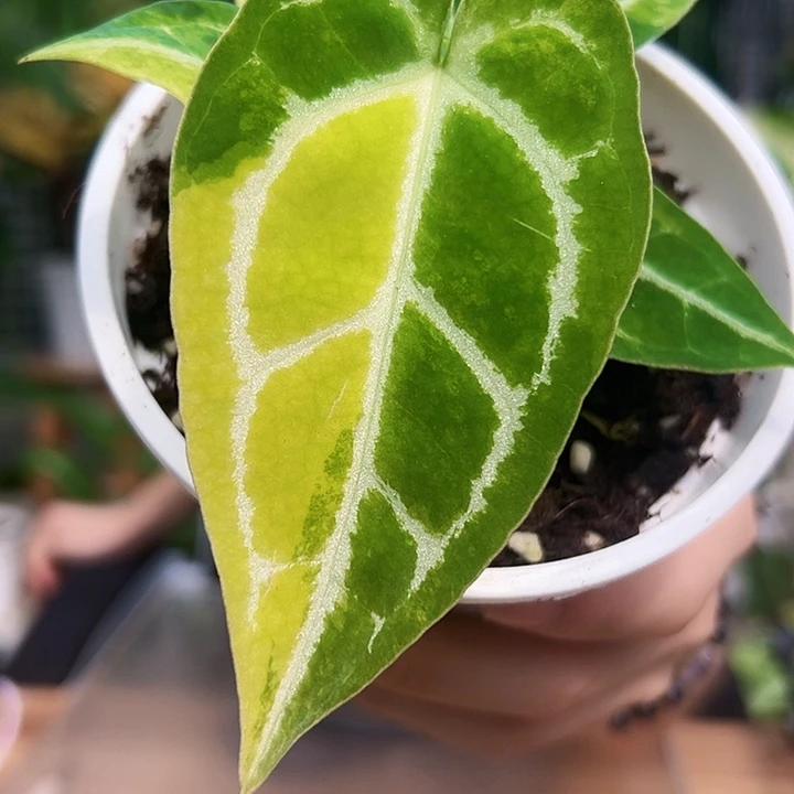 完全开放一物一拍水晶锦