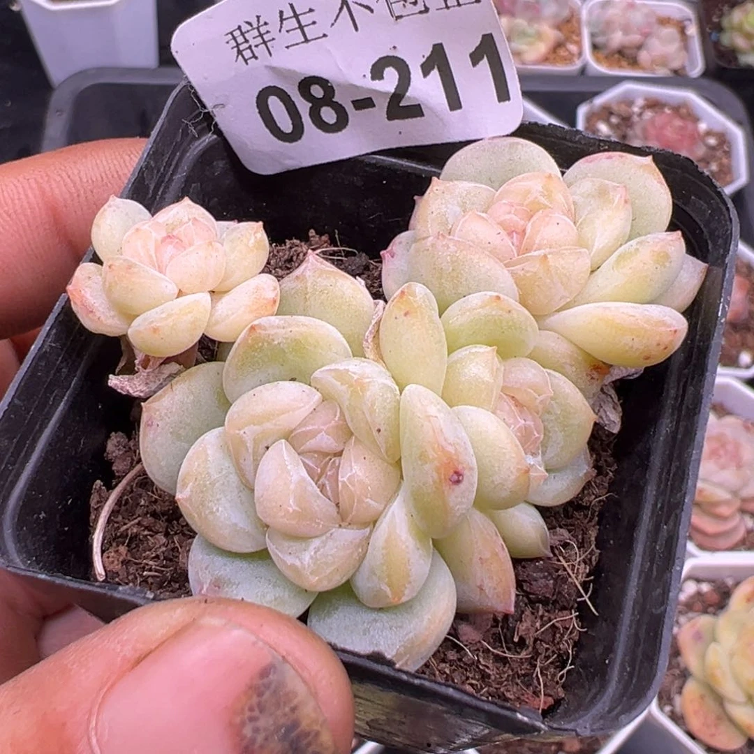 小卡拉米糖心一物一拍8-211