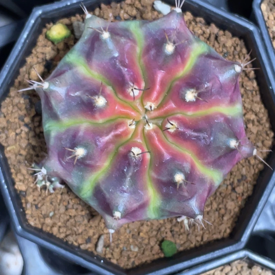 当前无花朵，栽培后可花朵皮色球