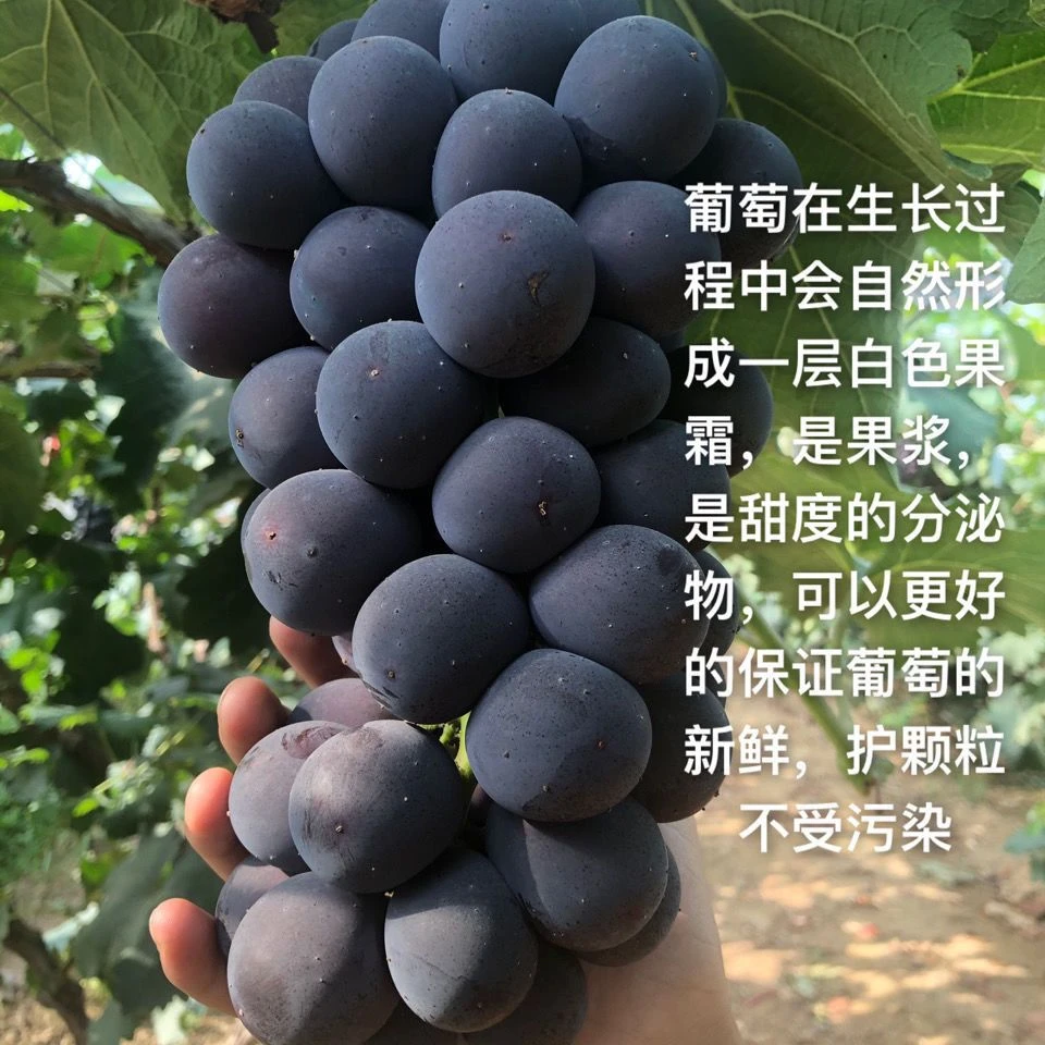 【顺丰包邮】巨峰葡萄多汁1-5斤酸甜可口孕妇水果新鲜现摘果园发