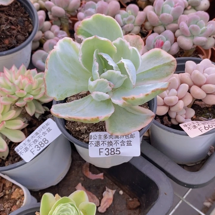 伯克利锦385多肉植物