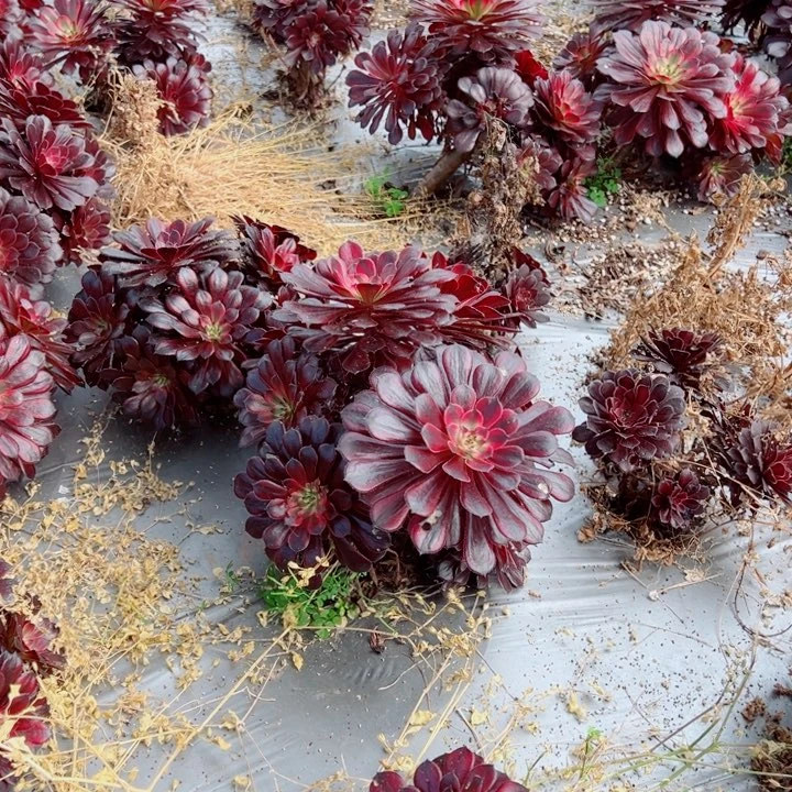 小颗黑天饿多肉法师