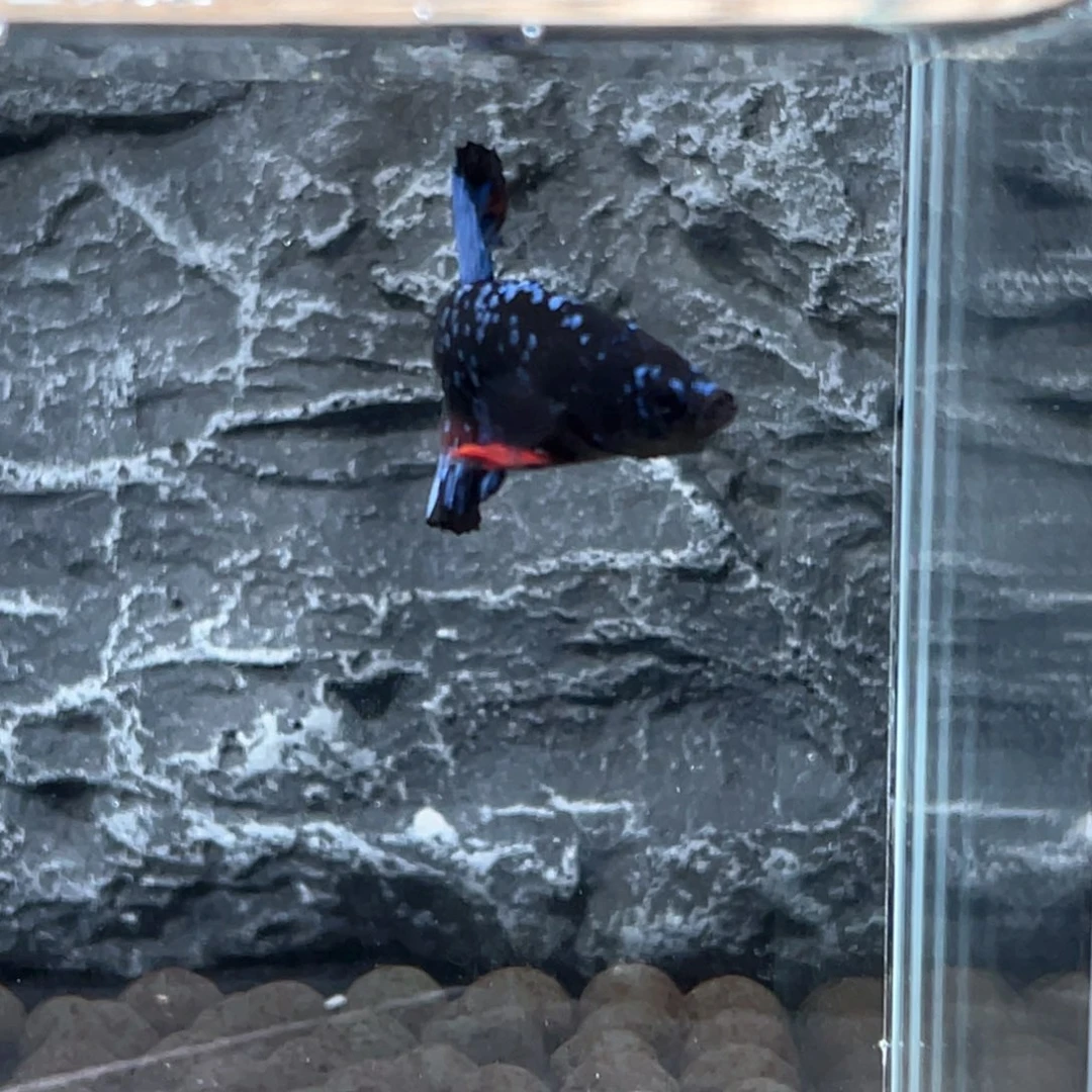 斗鱼暗黑碎星将军公