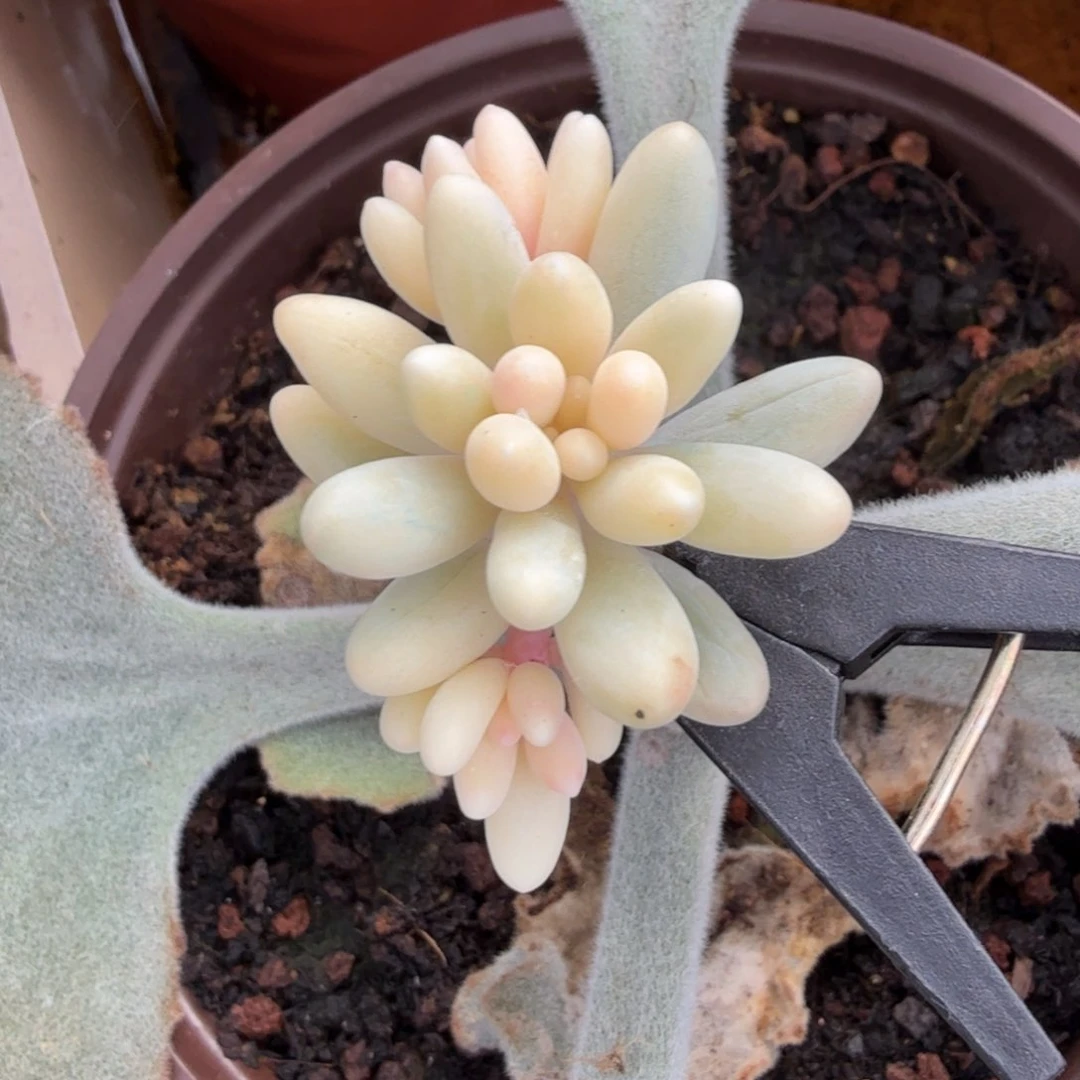 无替品带嫁接木发货