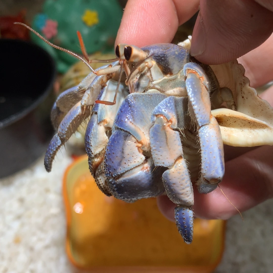 2.8 不退不换，秒拍秒付