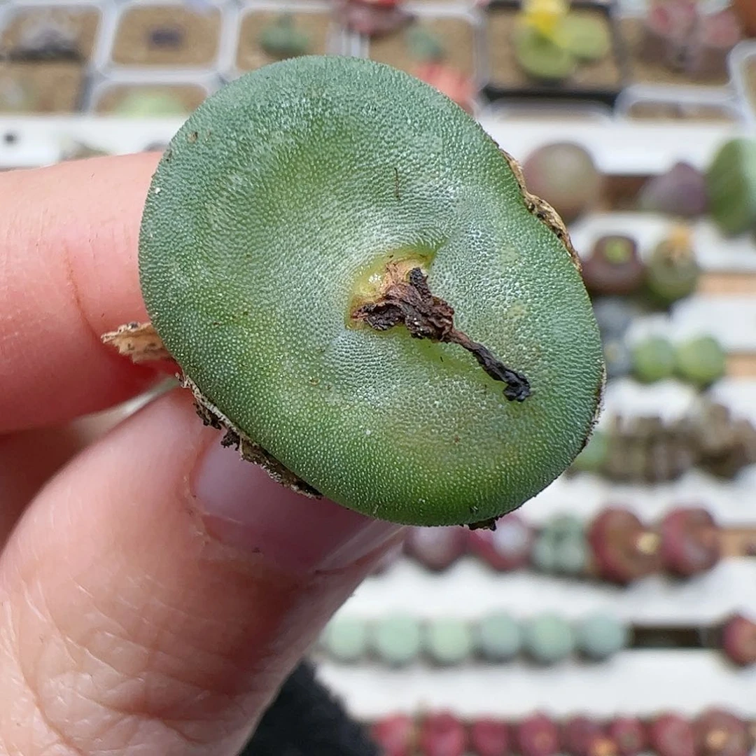 【闪购商品】332 水晶鞋