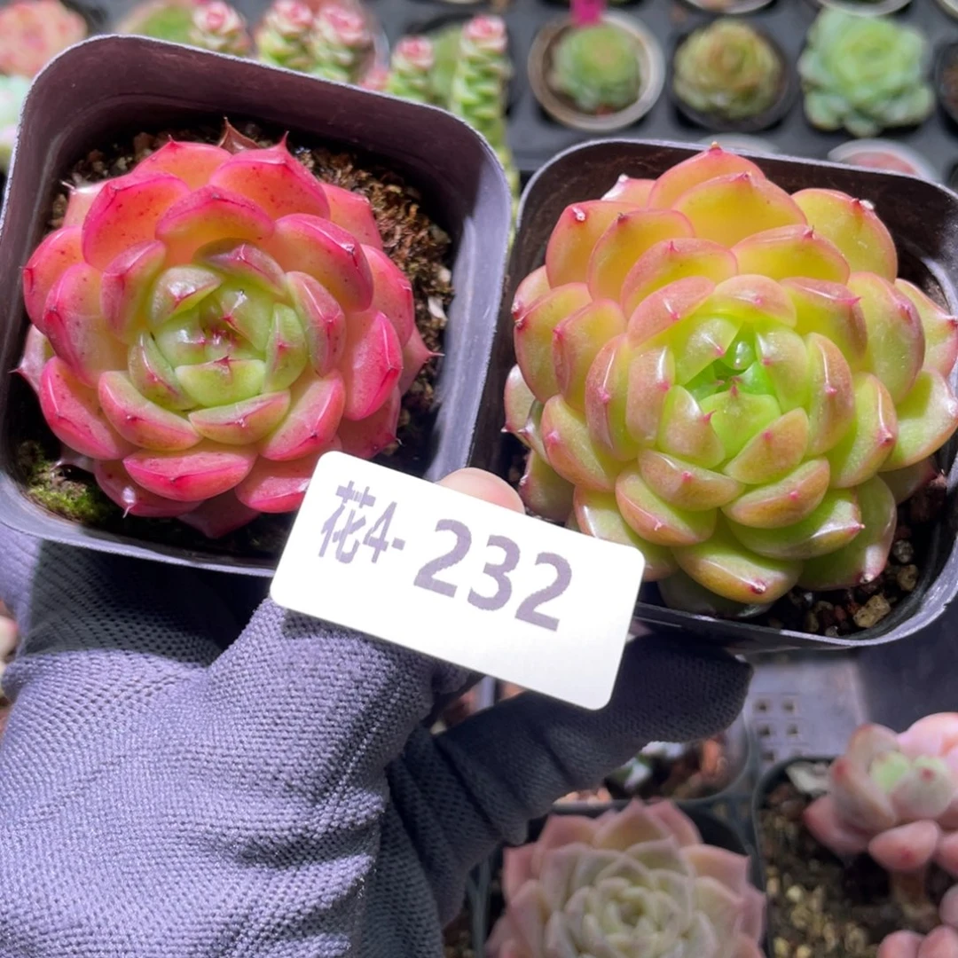 花利美4-232海王2颗