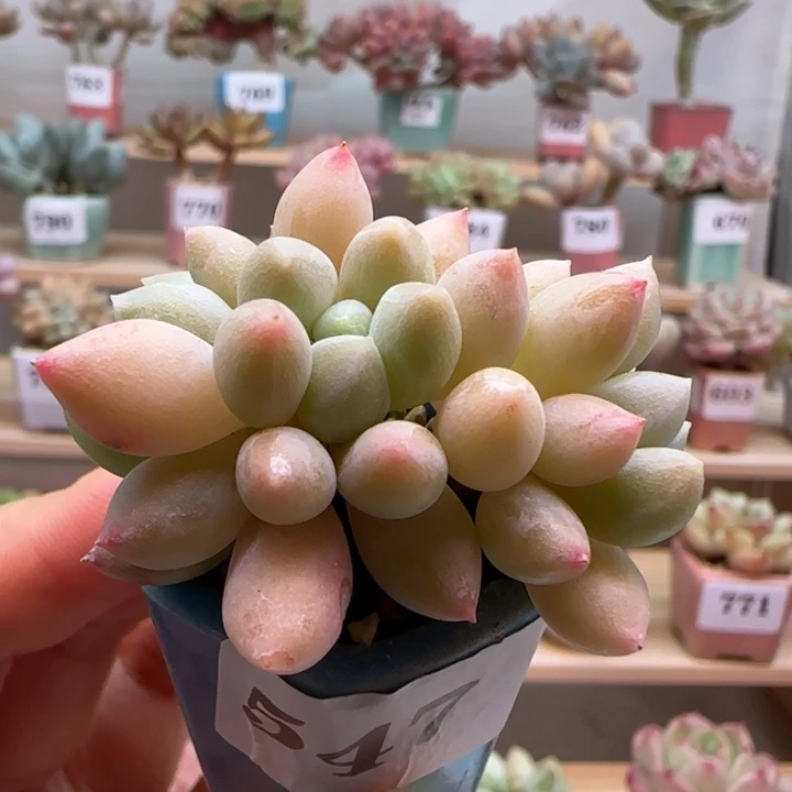 547雪彼满38包邮（除新疆 西藏 内蒙）