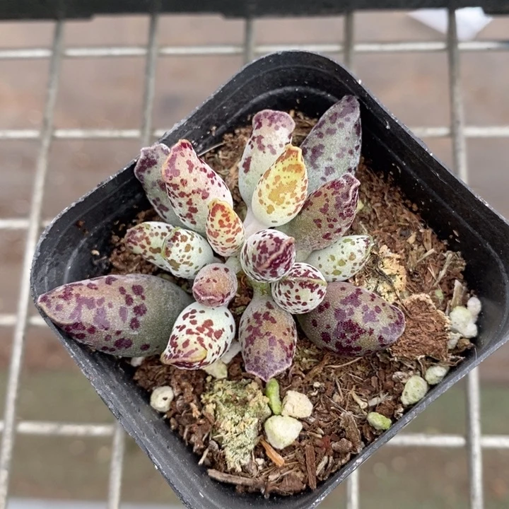 伯克利和他的朋友们在一起