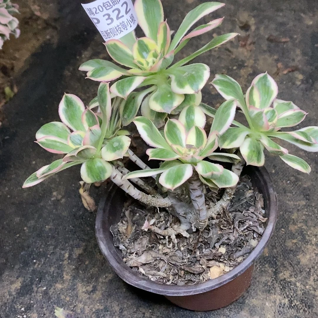 322燕姿锦多肉法师锦有砍