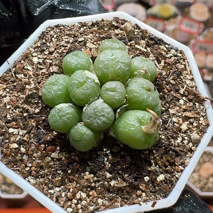 生石花233:：/。   81