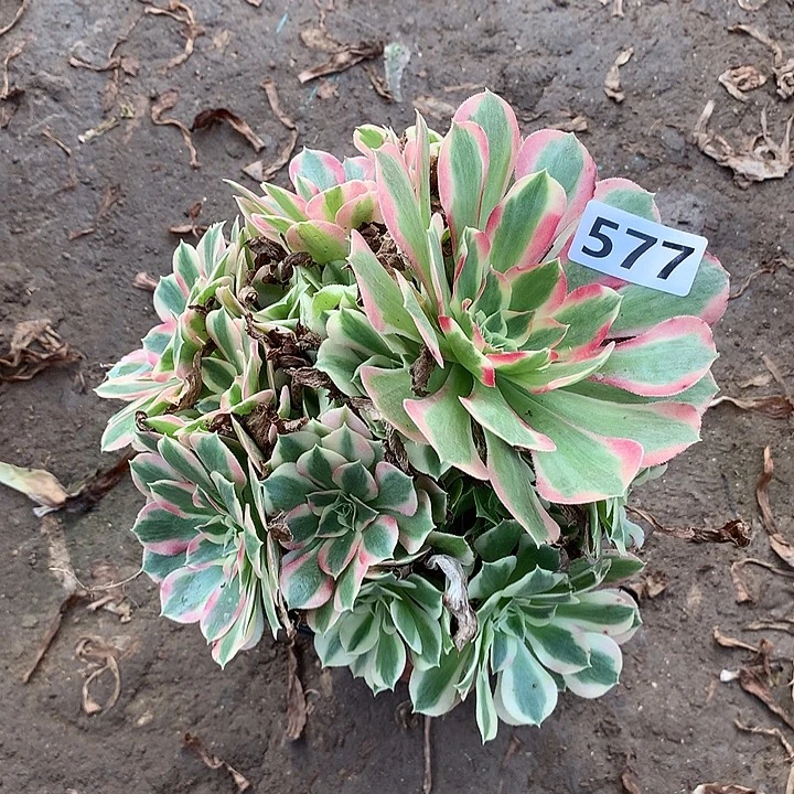 不周正叶罗刹577，，，