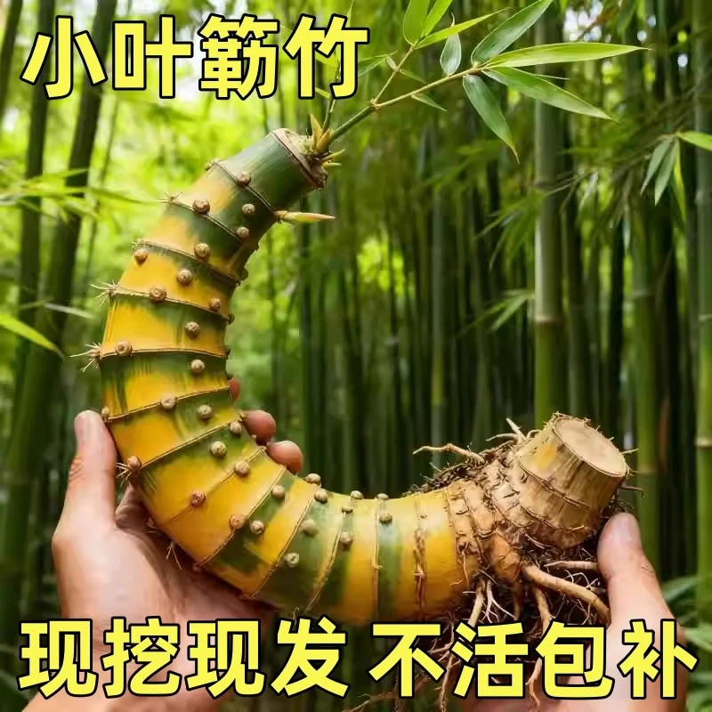 小叶簕竹生桩根苗裸根好养易活室内庭院盆景文雅禅意名贵观景竹子