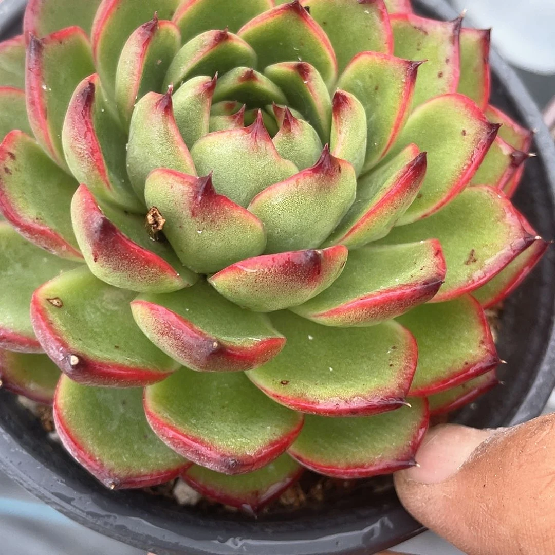 月亮石大单头带盆发货