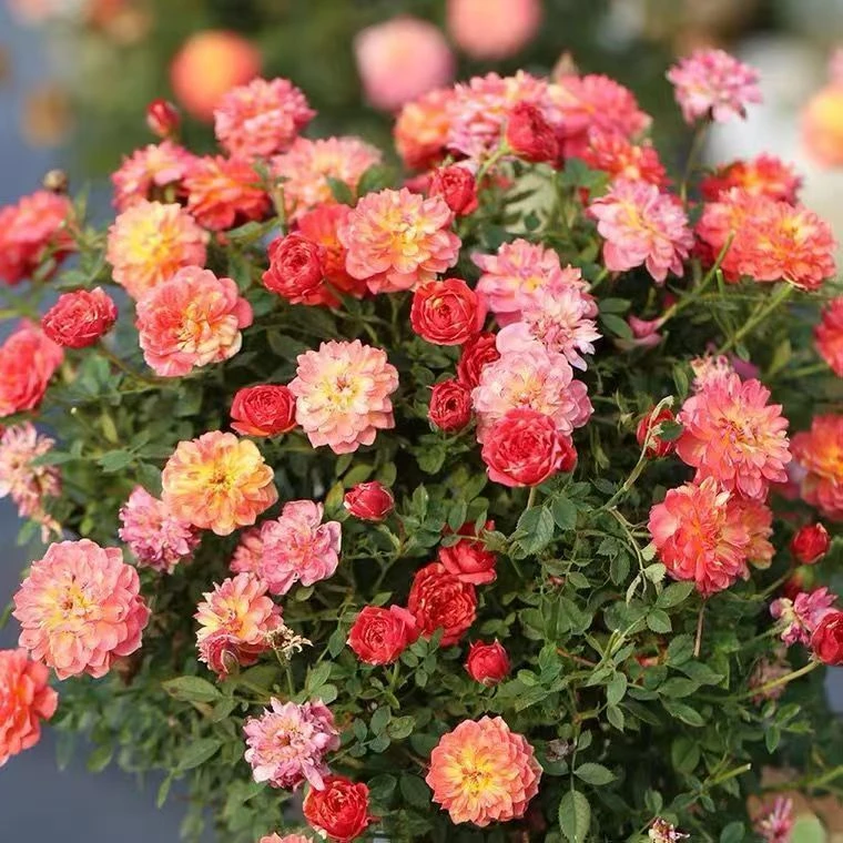 微月小苗链接拍三发四备注送六元内