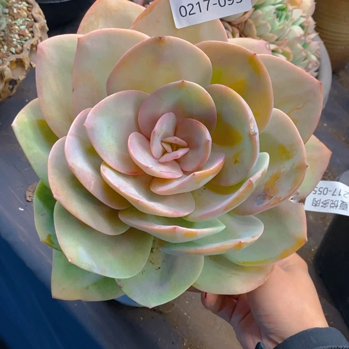 夏悦多肉 0217-93凤杂