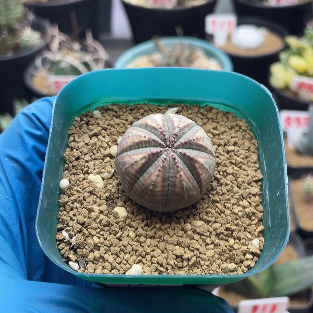 五星顶布纹球仙人球实生