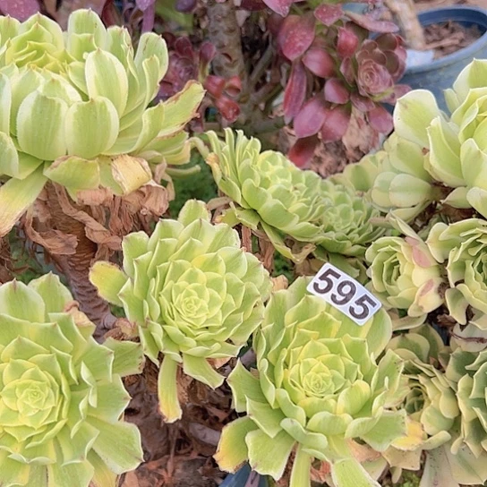 缘***景多肉植物两个法师