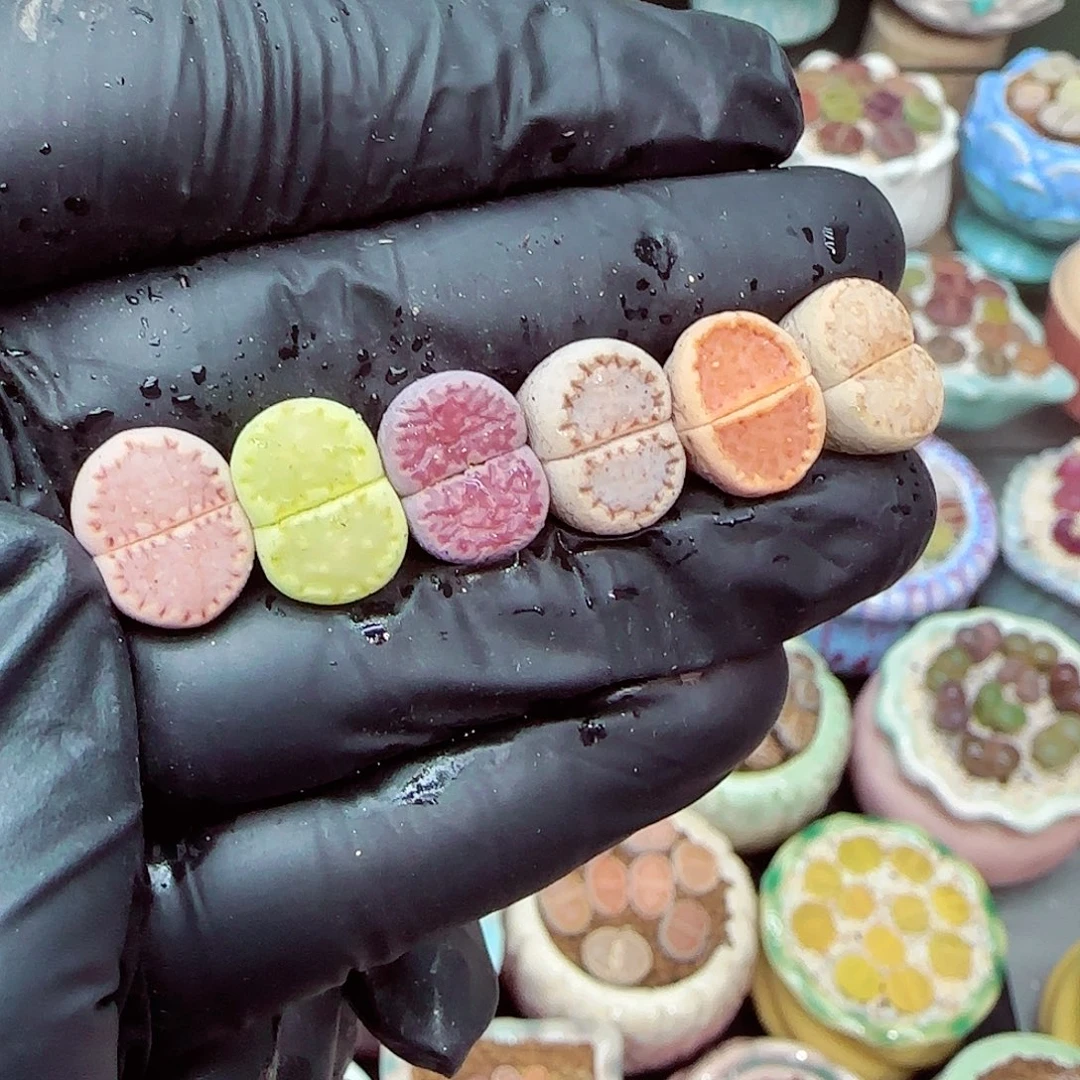 生石花满18包邮0103-25