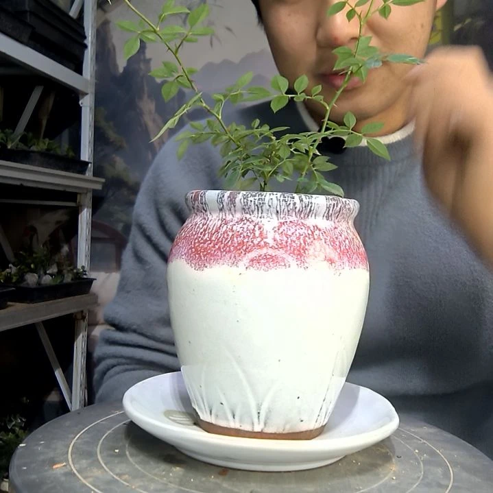 木***兰中青园艺一物一拍花196