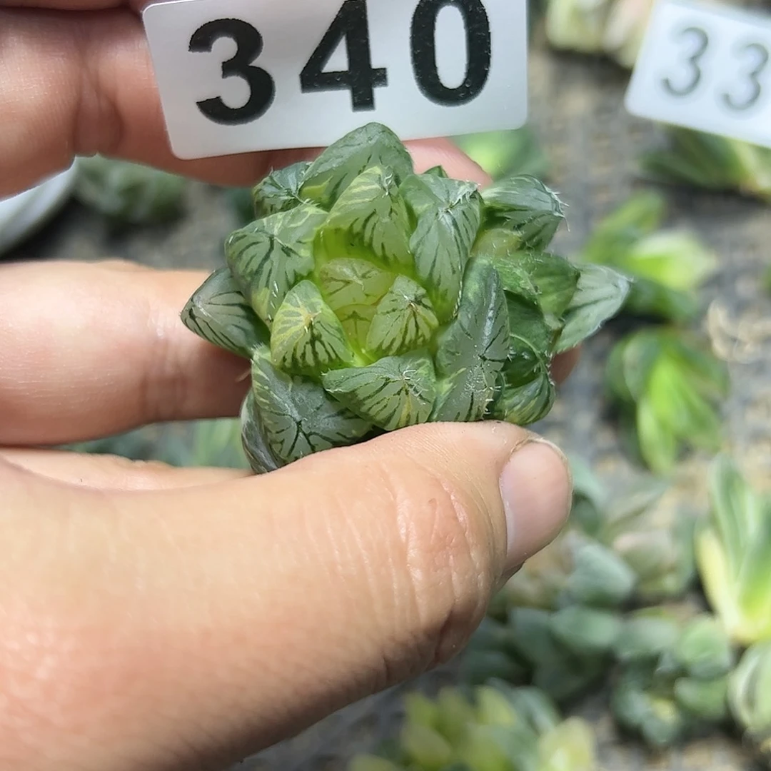 龙爪锦十二卷多肉植物满