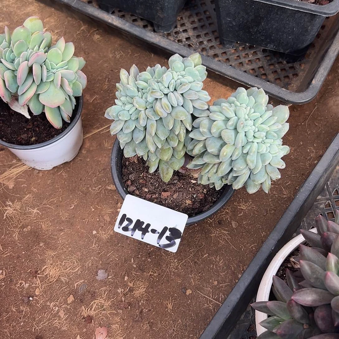1214-13冰橙缀多肉植物