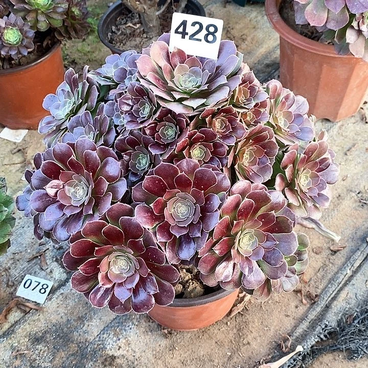 法师植物12345678