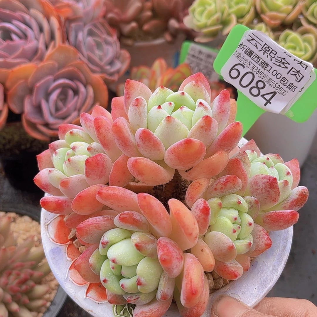 6084望舒多肉植物