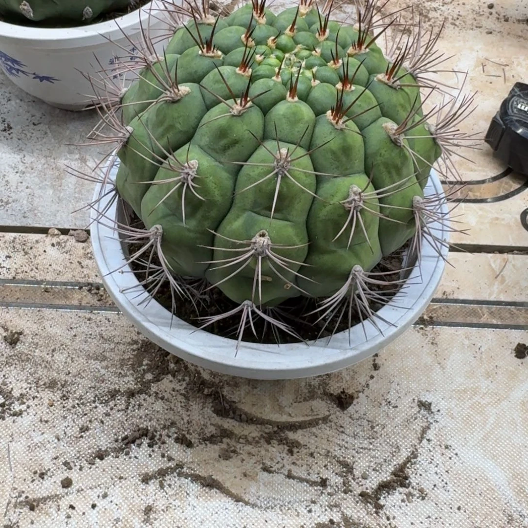 美***条无花朵新天地哈哈哈哈哈哈哈哈哈哈哈