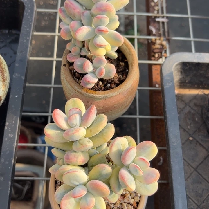 无花朵120号福娘锦两个无砍