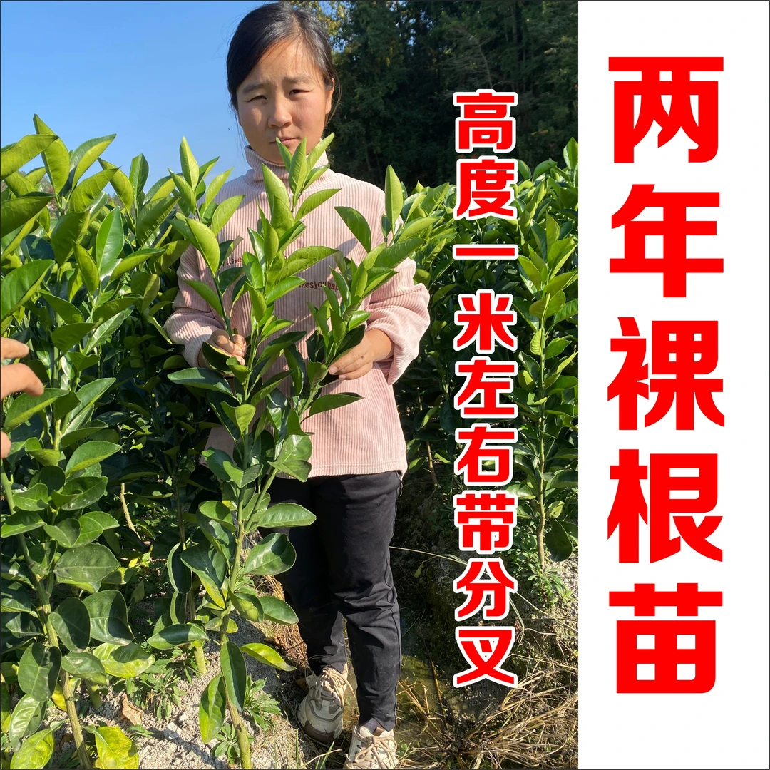 2年/3年/4年赣南脐橙定杆分枝苗